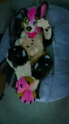 Soft puppy rubs his big belly 🐾🐶