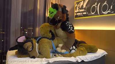 Switching Sheps (Delta & Rockster)