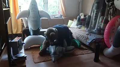 dolphin pop