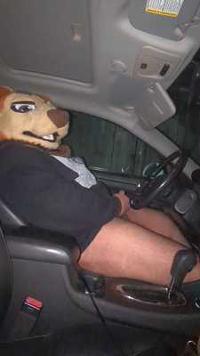 Bear takes a load off in their car