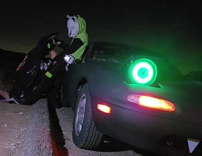 Stray cat pounces n steels stoats milk reserves 