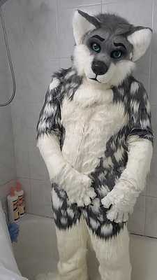 Artic wolf showering and playing with his knot
