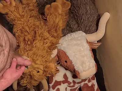 Pee and cum on plush bull