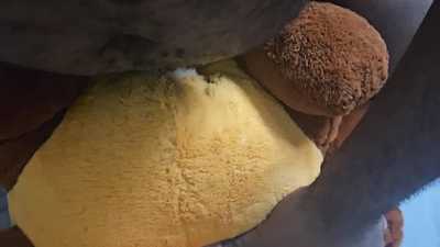 Red Panda SPH Plushie stuffing