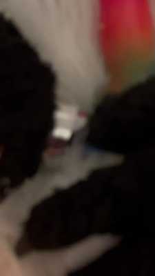 A fox was flipped ovwr