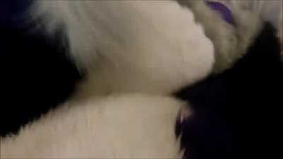 Sparks Tops a Cat Friend