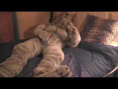 Classic Anubis Suit Cums on Paw