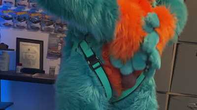 MurrTheWin Solo Paw-off