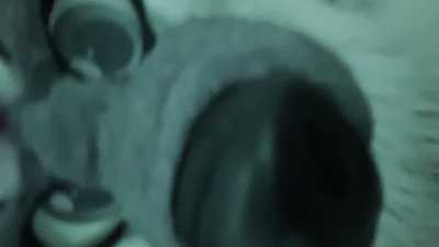 Cute Husky getting his plaps 