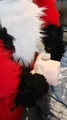 Male fox fucking toy using Cocksheath