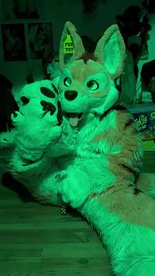 Foxtoy just cant resist to fap when sniffing his paws โฆ ๐ฆโค๏ธ๐พ