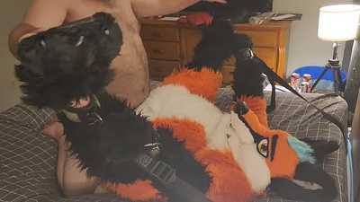 Tied down fox