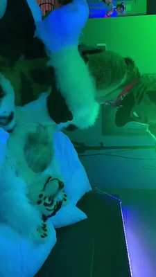 A hyena stole my wife