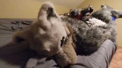 Hogtied Werewolf Struggle