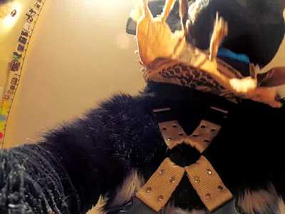 POV: You're a wolf plushie being fucked by a moany coyote