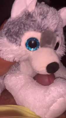 Bluey ( My Husky ) Lickies My Tip :3 Then I Explode On Their Face