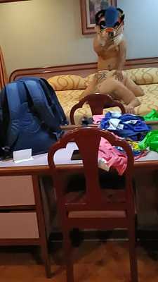 Tiger playing with the pup🐯❤️🐶