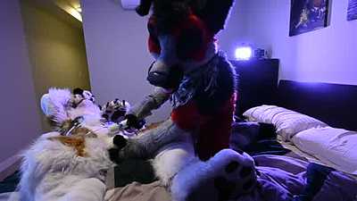 Messy collie playing with a big fluffy fox