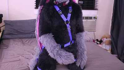 Lope Showing Off Their Harness and Getting Excited