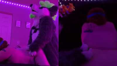 Split-Screen Wolf on Kitsune Action!