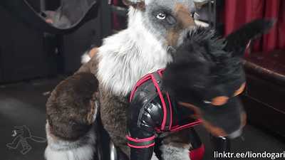 Roger Bou destroys the dober