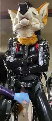 Rubber Jackal Milking