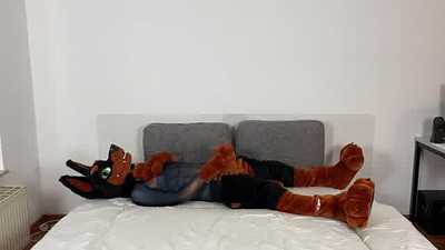 Jarvis under the fur