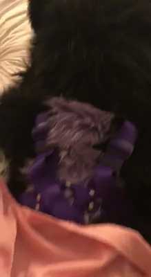 nightshatde gets top by kojin panda