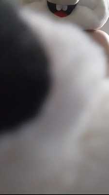 POV You're My Plushie (with alt angle)