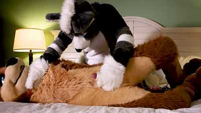 This pupper wandered into my hotel room...