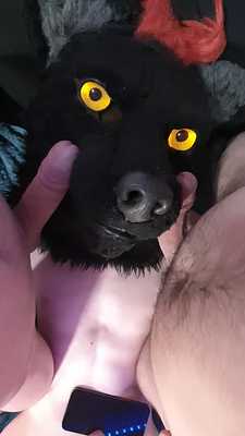 One wolf, 2 cocks ☺️