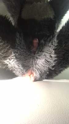 Wolfang A Bottom?