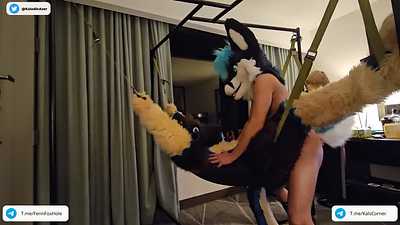 Bottom Fox learned to top