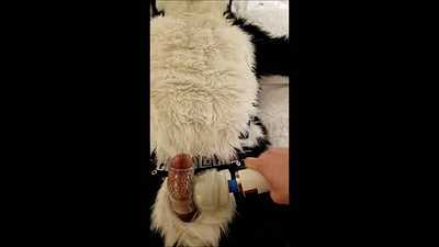 Wanding Snack-Pack Husky