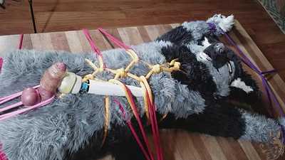 Wolf milked and overstimulated