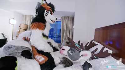 Birthday Bash the Husky