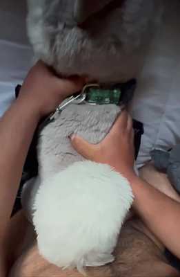 Aurora Yukon Husky Plushie Breeding