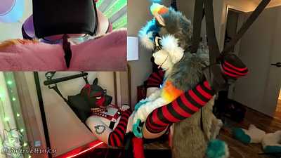 Husky Breeds The Pup