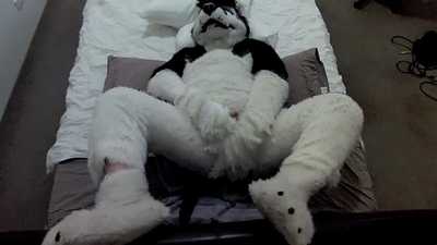 Husky toys and gets filled.