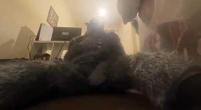 Horny wolf paws off while sitting on the floor