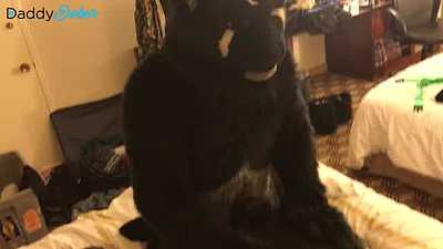 Daddy Dober bottoms at Anthrocon 2018