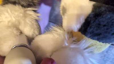 Paw Day With Lemon Husky and Felix Yeen (CUMSHOT)