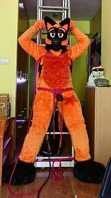 Wolf bound to the ladder