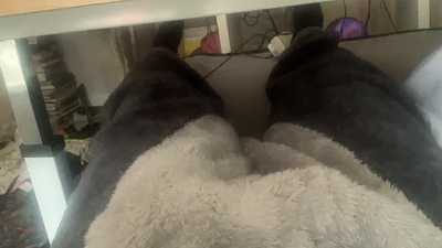 Quick cum underneath the raccoon.