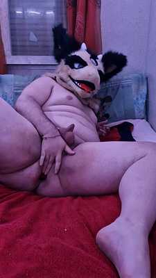 naughty goat plays with a knot