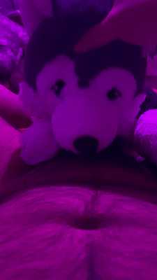Husky Plushie BlowJob Over Stimulation Torture :3 