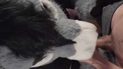 donkey gets his muzzle stuffed