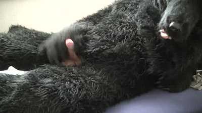 Werewolf relax