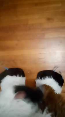 Shooting the floor