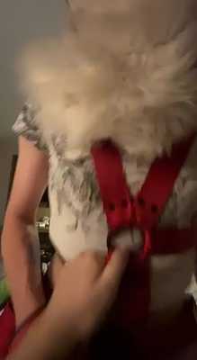 POV Fox takes ride on Wolf; cowgirl